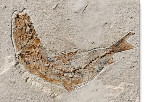 Окаменелость рыбы (Teleostei), Ливан, 100,5–66 млн. лет (2)