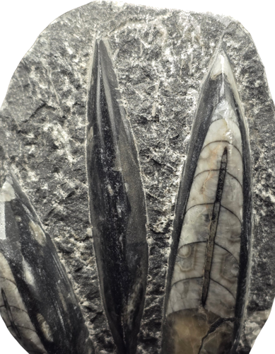 Окаменелость моллюска Orthoceras, 10 см, Марокко (2)