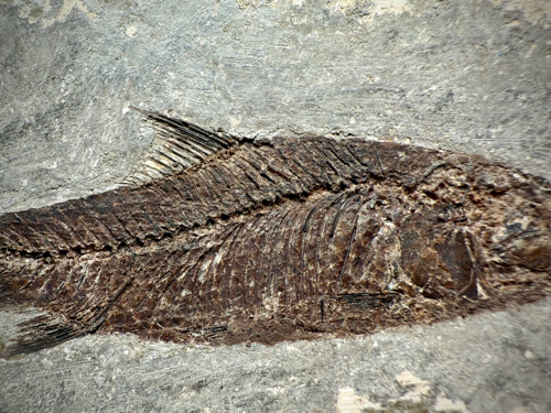Pirmsvēsturiskas zivs fosilija (Jianghanichthys hubeiensis) (2)