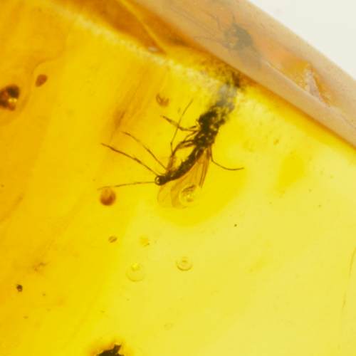 1,45 g Amber nugget with inclusions (2)