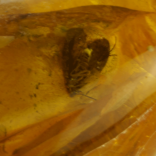 12,60 g Amber nugget with butterfly inclusion (4)