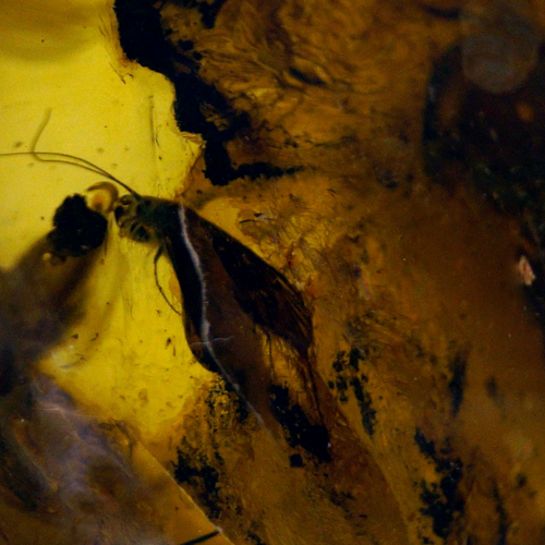 34,30 g Amber Nugget with fly inclusions (2)