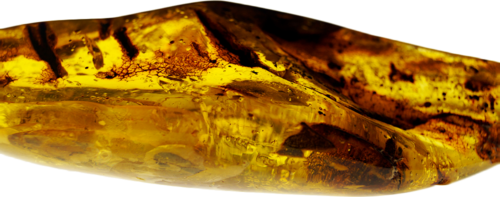 73.35 g Amber Nugget (1)