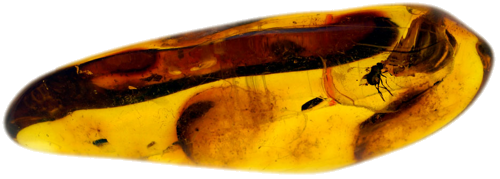 4,35 g Gintaro grynuolis su inkliuzu (1)