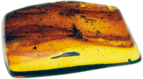 3,70 g Amber Nugget with inclusions (1)