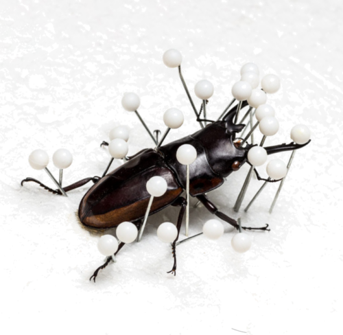 Foundation for insect preparation (1)