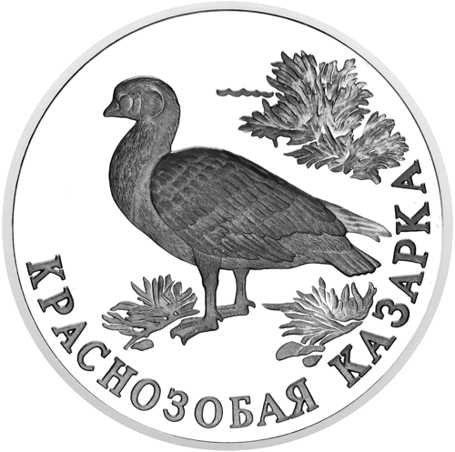 1 Rublis Rudakaklė berniklė Rusija 1994 Sidabrinė moneta (1)