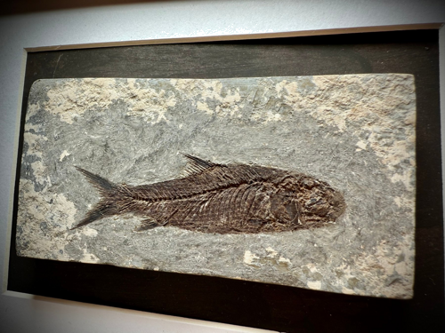 Pirmsvēsturiskas zivs fosilija (Jianghanichthys hubeiensis) (1)