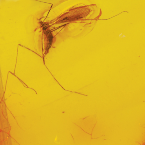 6,25 g Amber Nugget with inclusion (4)