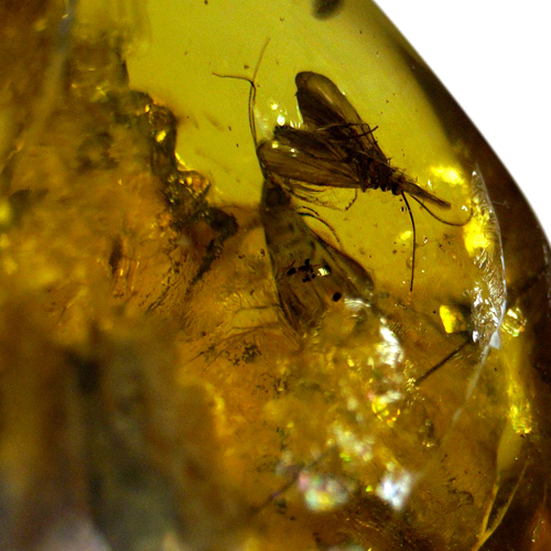 34,30 g Amber Nugget with fly inclusions (3)