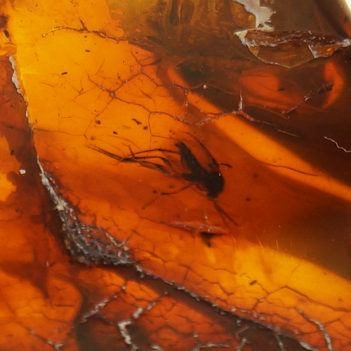 22,70 g Amber Nugget with inclusion (2)