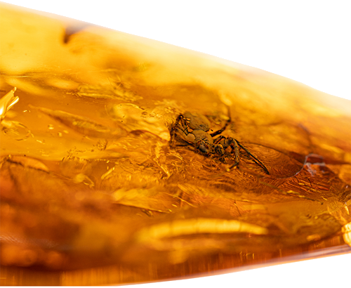 22,80 g Amber Nugget with spider inclusion (3)