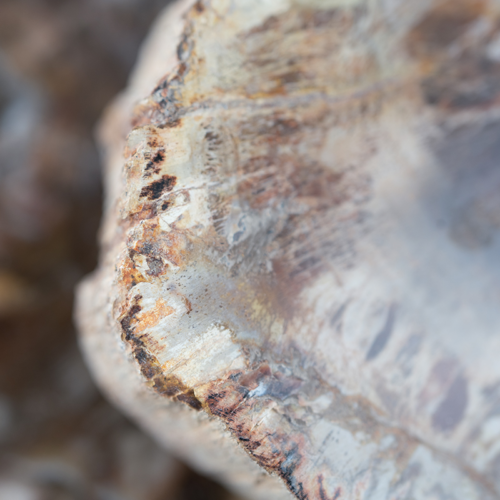 Petrified wood (6)