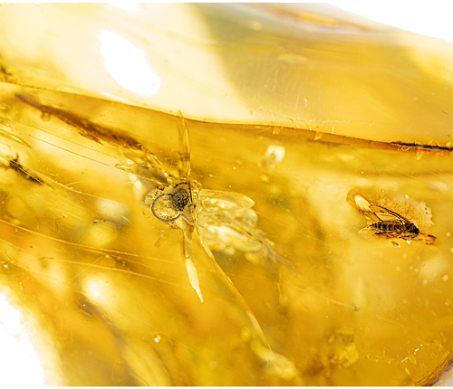 24,50 g Amber Nugget with inclusion (2)