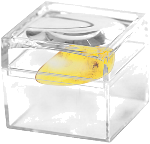 0,95 g Gintaro grynuolis su inkliuzu (2)