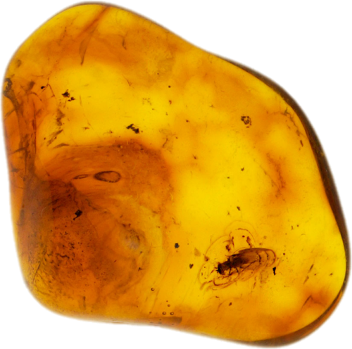 1,45 g Gintaro grynuolis su inkliuzu (1)