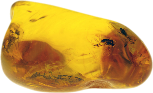 24,80 g Gintaro grynuolis su musės inkliuzu (1)