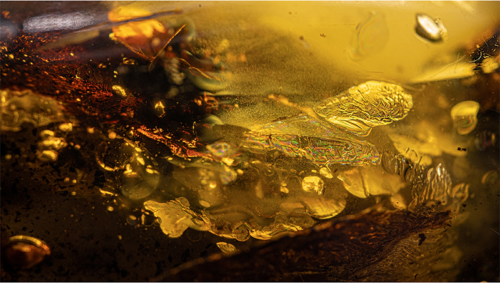 49,10 гр. Самороден кехлибар с фосил (4)