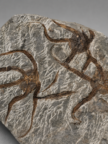 Ofiūrų fosilijų plokštė (Ophiuroidea), Marokas, 485,4–443,8 mln. m. (2)