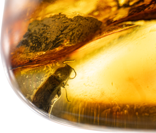 20,65 g Amber Nugget with bug inclusion (2)