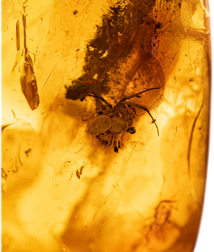 22,80 g Amber Nugget with spider inclusion (2)