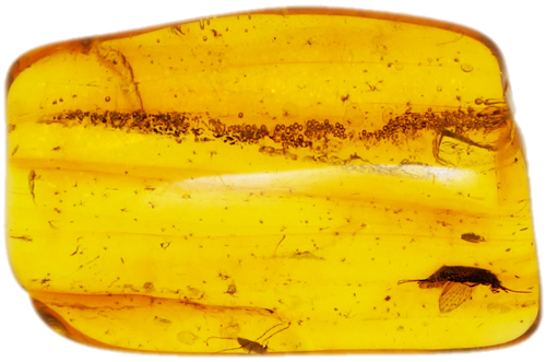 1,60 g Gintaro grynuolis su inkliuzais (1)