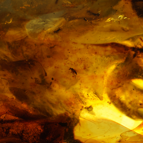 114 g Amber Nugget with inclusion (2)