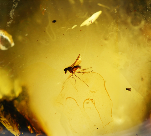 49,10 g Amber Nugget with inclusion (5)