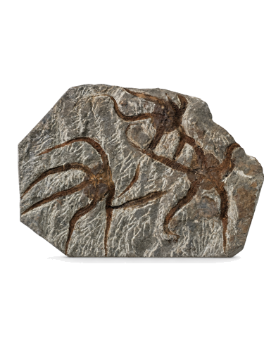 Ofiūrų fosilijų plokštė (Ophiuroidea), Marokas, 485,4–443,8 mln. m. (1)