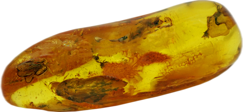 25,65 g Amber Nugget with fly inclusion (3)