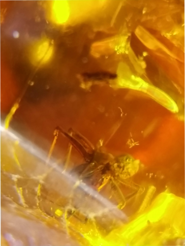 28 g Amber Nugget with inclusions (3)