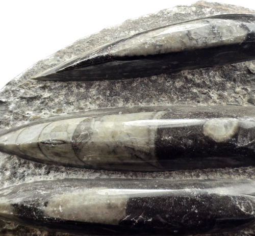 Ortocero (Orthoceras) fosilija, 11 cm, Marokas (3)