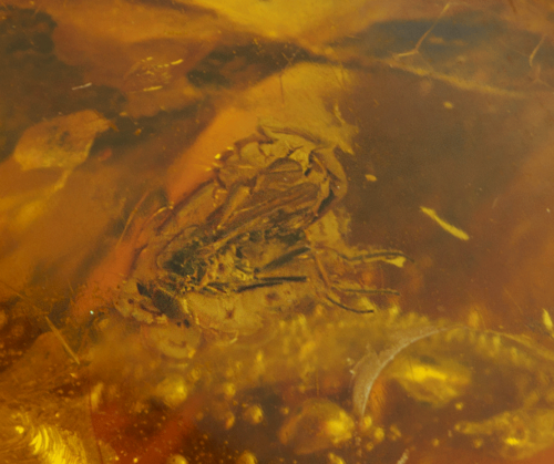 15,65 g Amber nugget with inclusion (2)