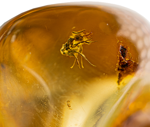 12,90 g Gintaro grynuolis su inkliuzu (2)