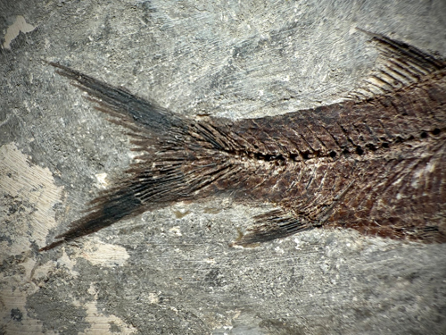 Prehistoric fish fossil (Jianghanichthys hubeiensis) (3)