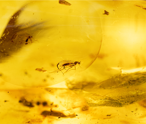 28,05 g Amber Nugget with inclusion (2)