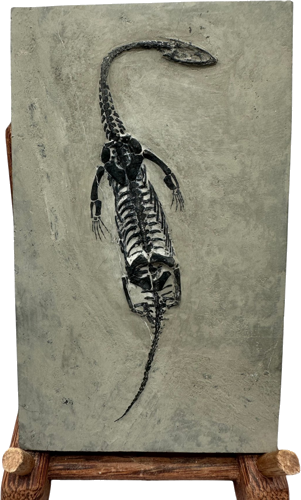 Keichousaurus sp. roplio fosilija, 17,5 x 10,5 cm, Kinija (1)