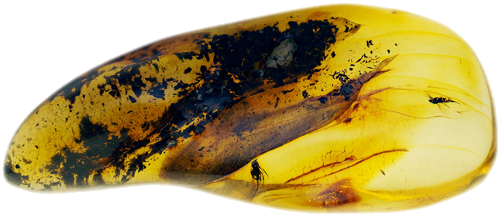 8,75 g Amber Nugget with inclusion (1)