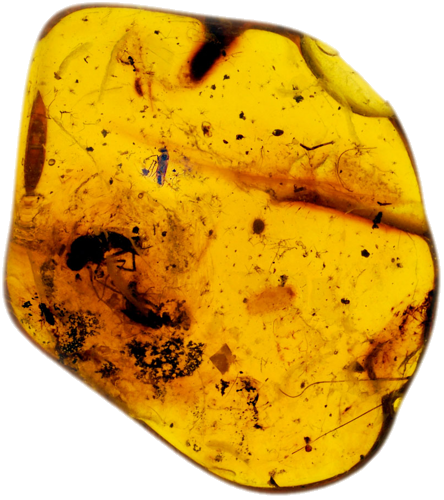 2,85 g Gintaro grynuolis su inkliuzais (1)