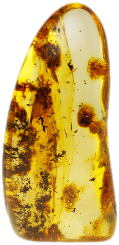 16,40 g Amber Nugget with ants inclusions (1)