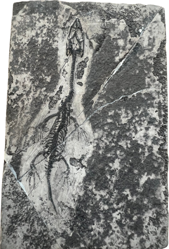 Keichousaurus roplio fosilija, 6,2 x 4,1 cm, Kinija (1)
