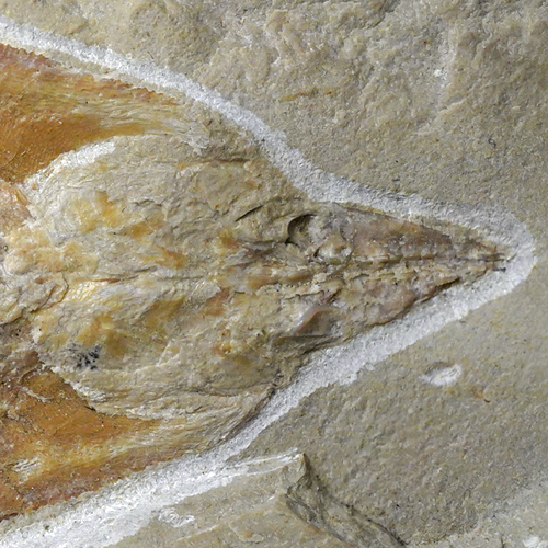 Coccodus Fish Fossil (6)