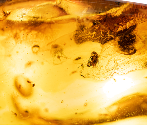 Самородок янтаря с инклюзом 16,50 г (3)