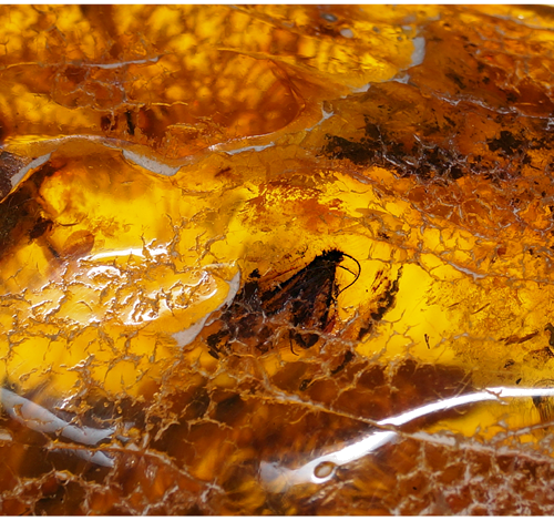 20,75 g Amber Nugget with inclusion (2)