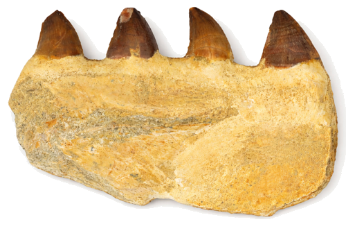 Фрагмент челюсти мозазавра (Mosasaurus beaugei) с зубами, Поздний меловой период, ~72–66 млн лет (2)