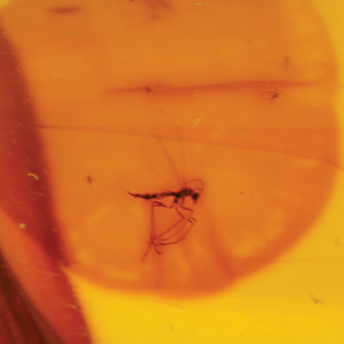 15,65 g Amber Nugget with inclusion (4)