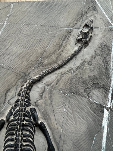 Keichousaurus roplio fosilija, 31 x 18,6 cm, Kinija (3)