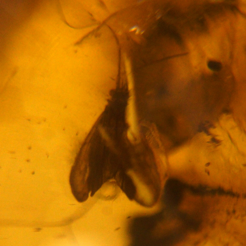 34,30 g Amber Nugget with fly inclusions (4)