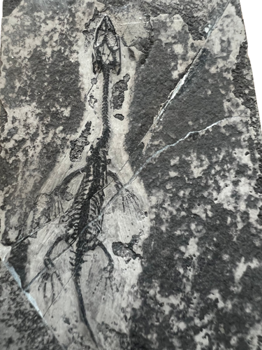 Keichousaurus roplio fosilija, 6,2 x 4,1 cm, Kinija (2)