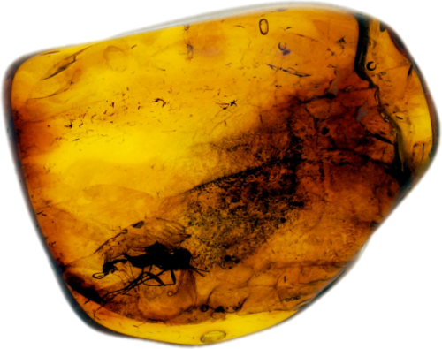 1,50 g Amber Nugget with inclusion (1)